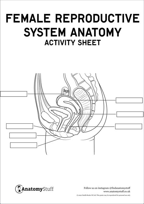 Anatomy of the female reproductive system. . Female anatomy pictures images photos pdf